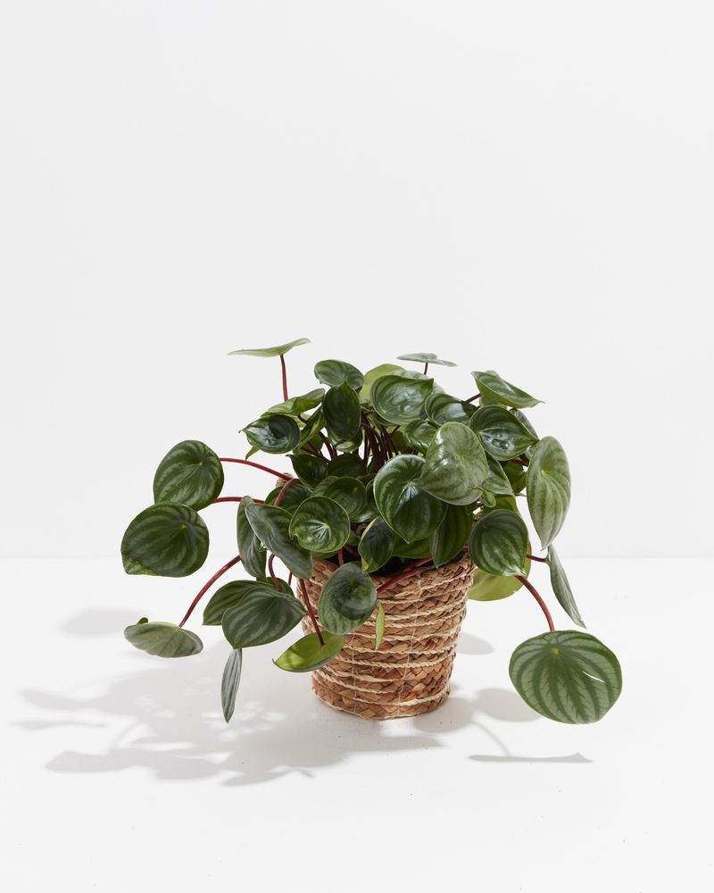 Peperomia (Peperomia spp.)