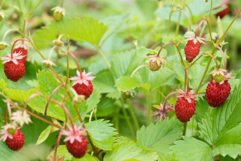 Strawberries (Alpine varieties)