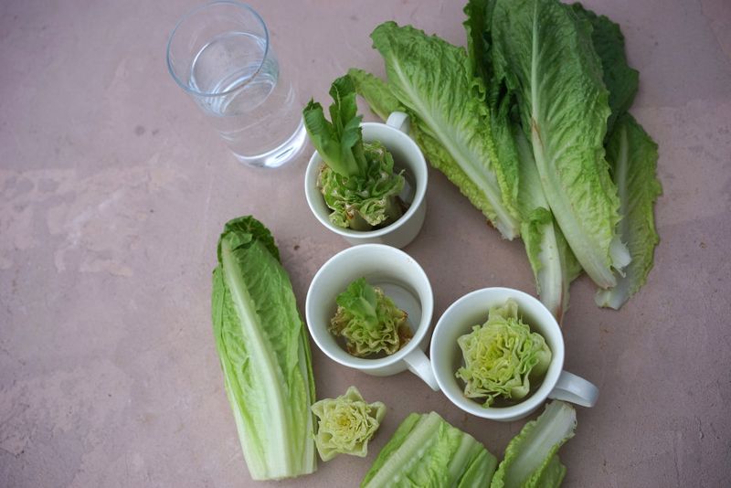 Romaine Lettuce