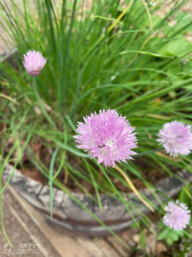 Chives (Allium schoenoprasum)