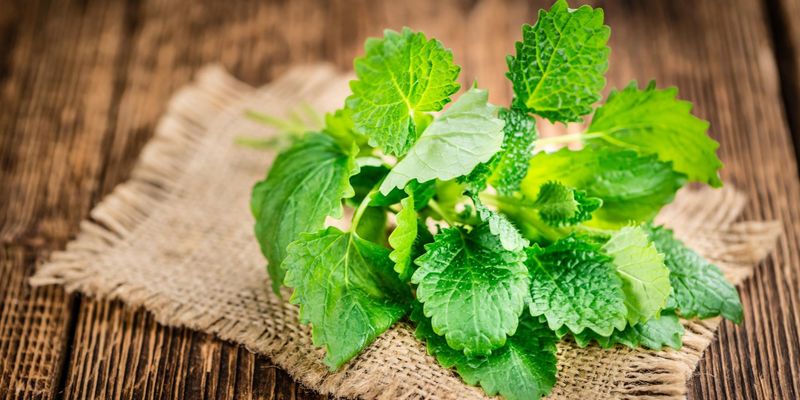 Lemon Balm