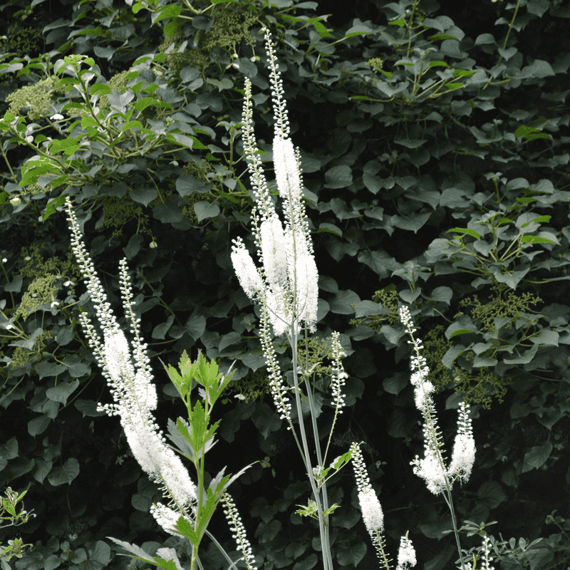 Black Cohosh (Actaea racemosa)