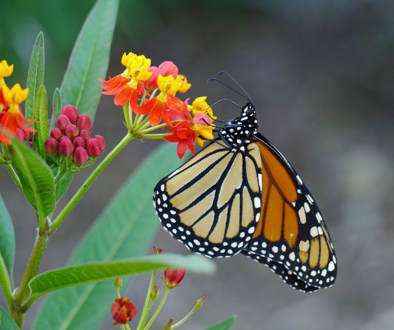 Tropical Milkweed