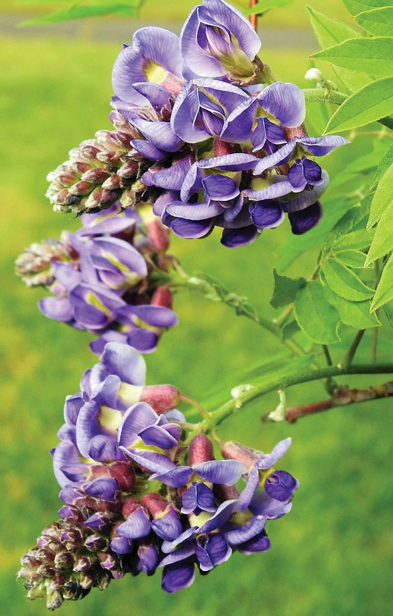 American Wisteria (Wisteria frutescens)