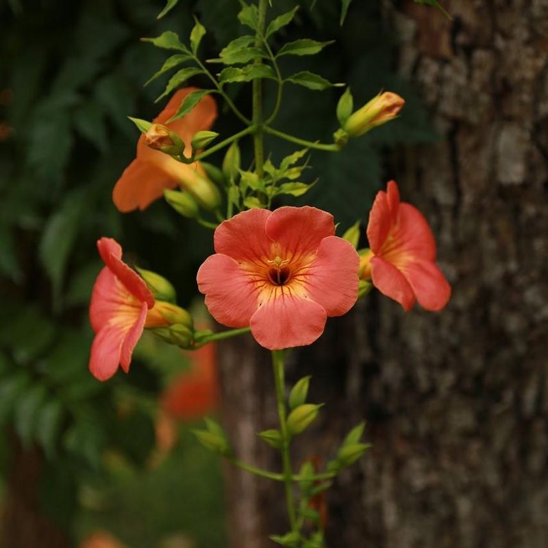 Madame Galen Trumpet Vine (Campsis x tagliabuana)