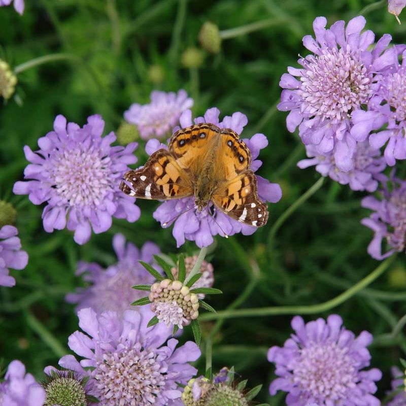 Scabiosa (Pincushion Flower)