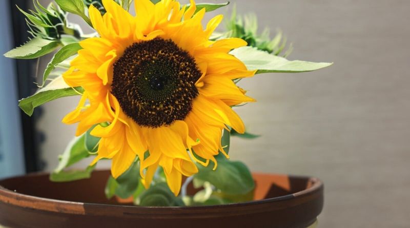 Sunny Sunflower Stand