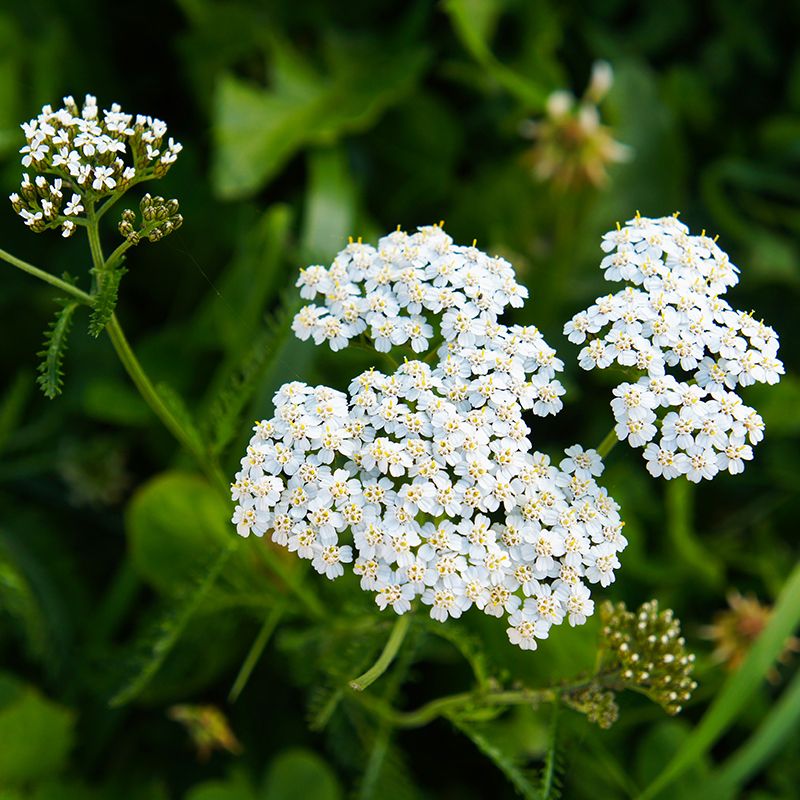 Yarrow