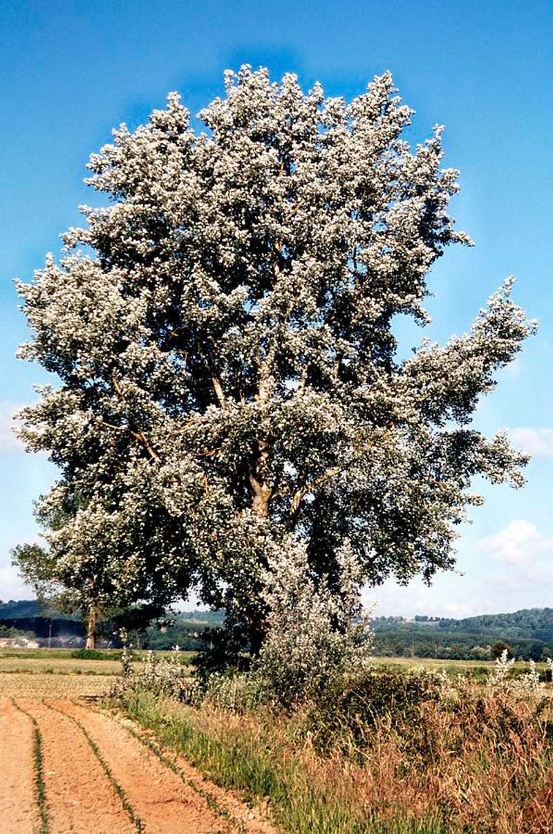 White Poplar (Populus alba)