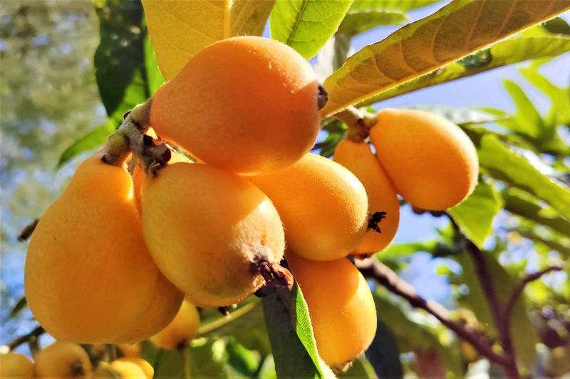 Loquat