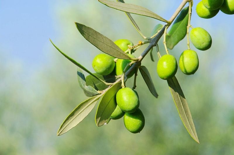 Olive Tree