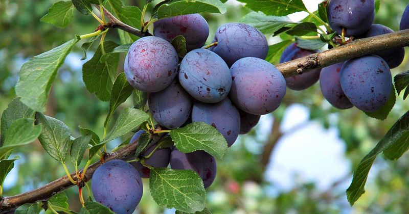 Plum (European varieties)