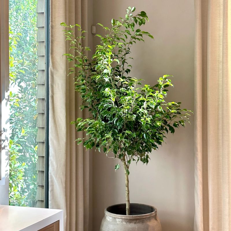 Ficus Benjamina