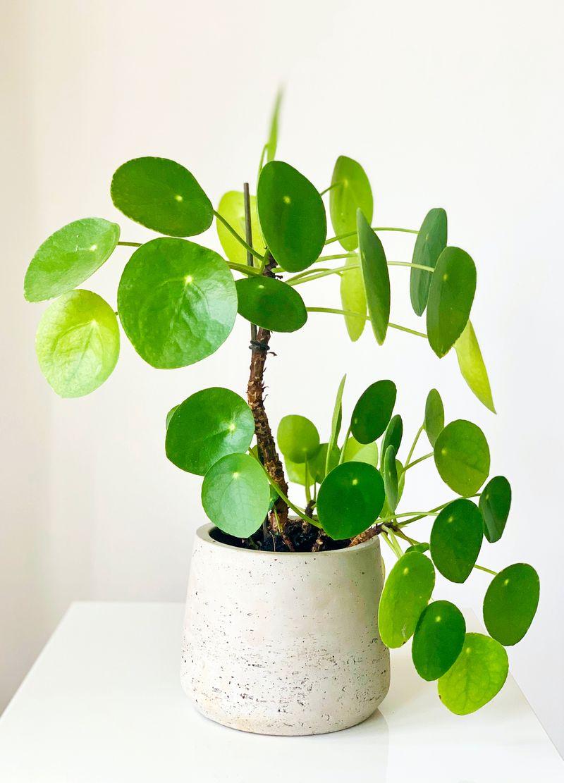Chinese Money Plant