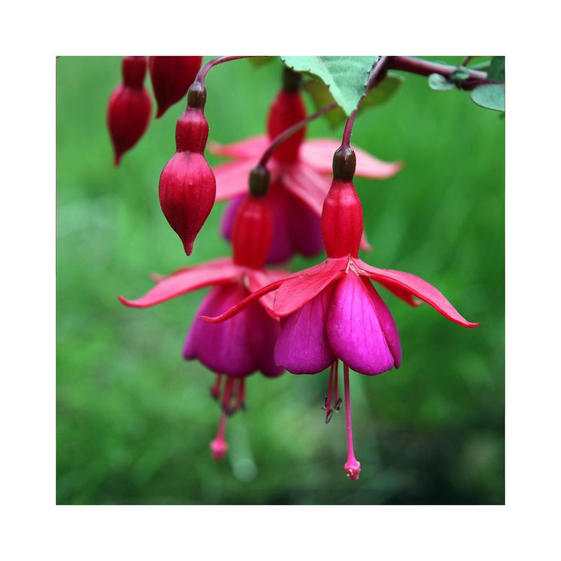 Fuchsia