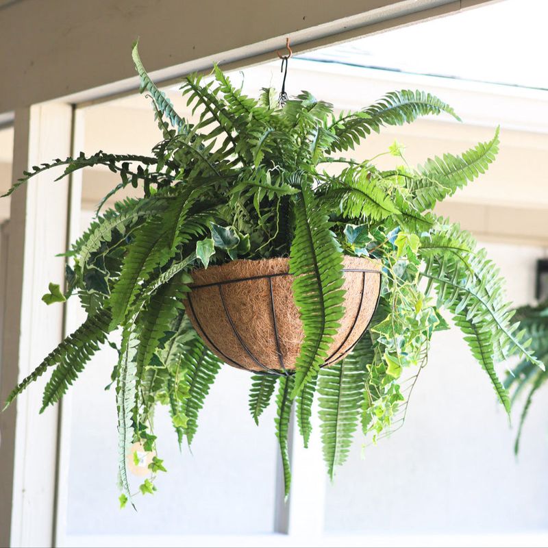 Boston Fern (Nephrolepis exaltata)