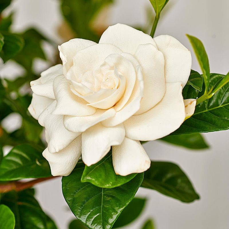 Gardenia (Gardenia jasminoides)