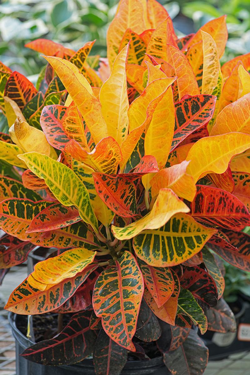 Croton (Codiaeum variegatum)