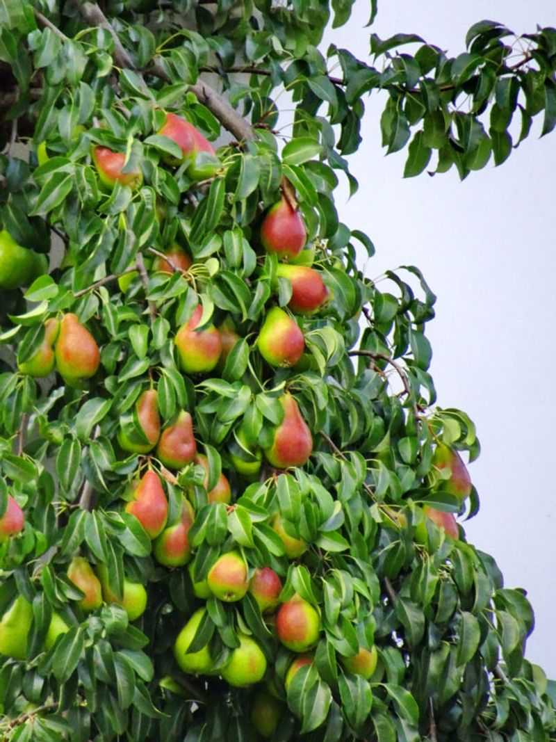 Pear Tree