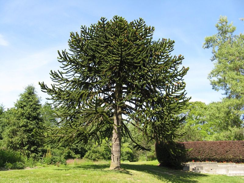 Monkey Puzzle Tree