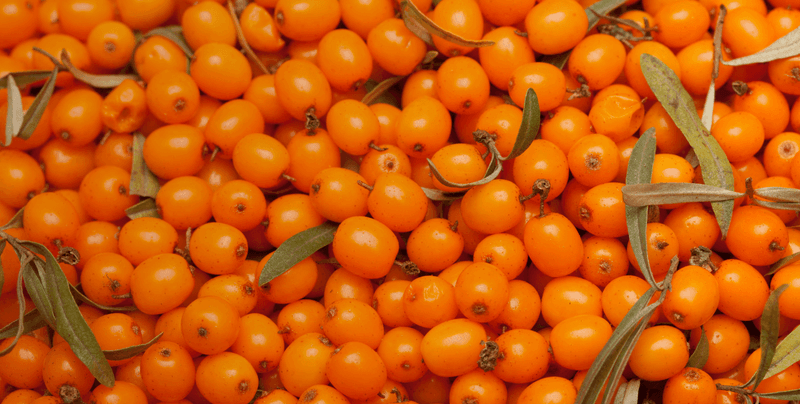 Sea Buckthorn Berries