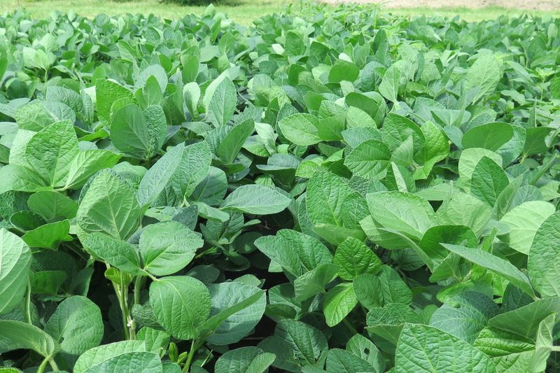 Soybeans