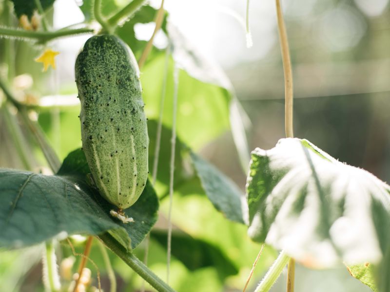 Cucumbers
