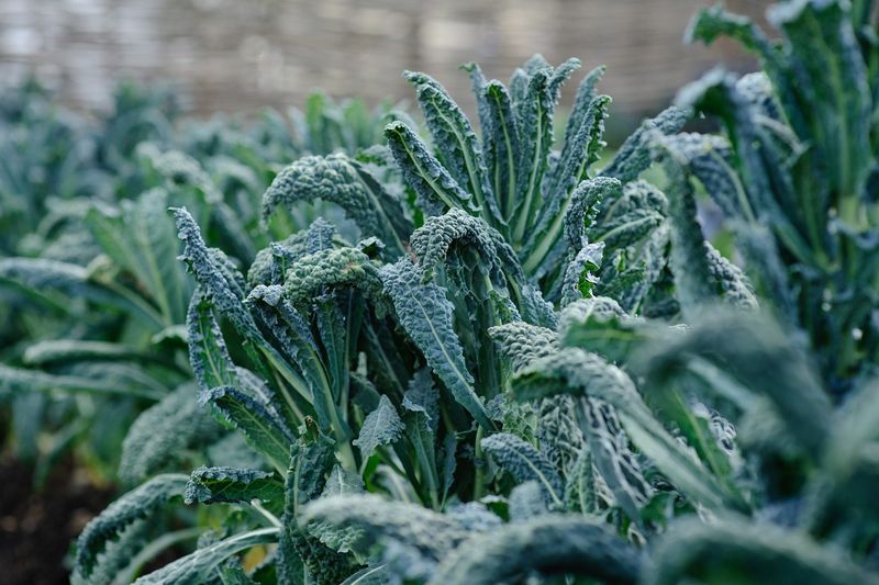 Kale (Planted in Midsummer for Fall)