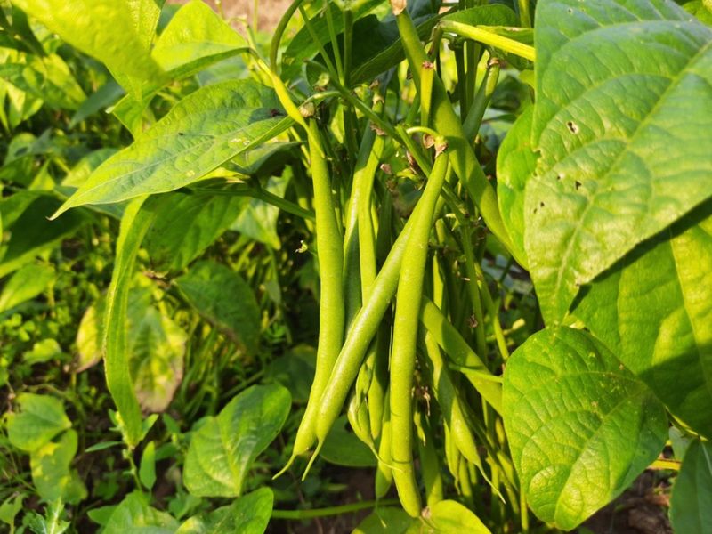 Bush Beans