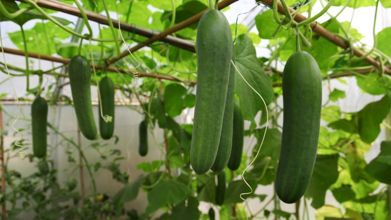 Cucumbers