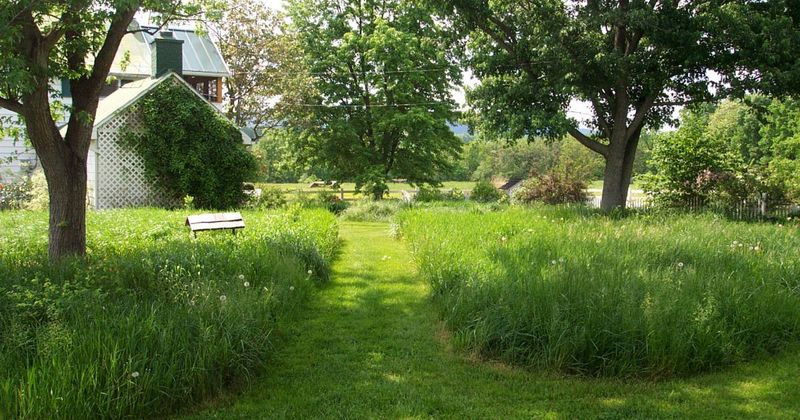 Chemical Lawn Treatments