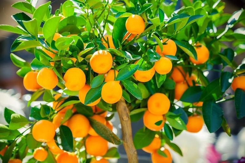 Citrus Tree