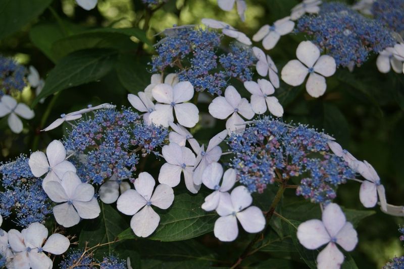 Bluebird Hydrangea