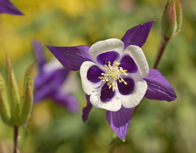 Columbine (Aquilegia)