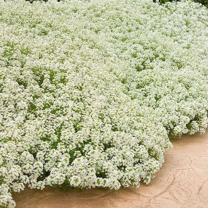 Sweet Alyssum
