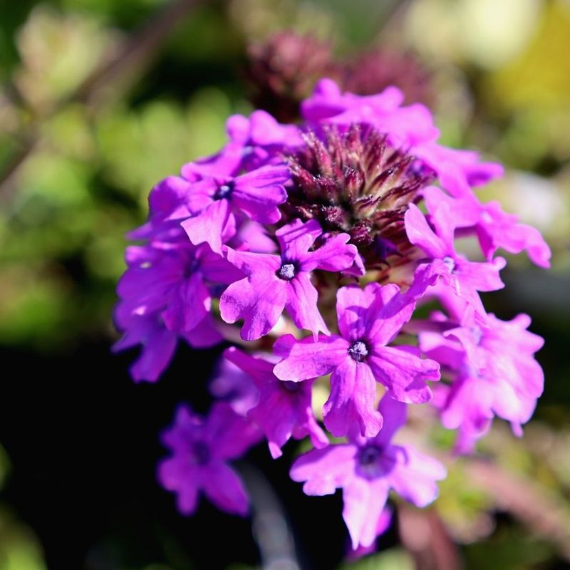 Verbena