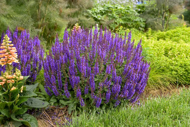 Salvia (Salvia nemorosa)