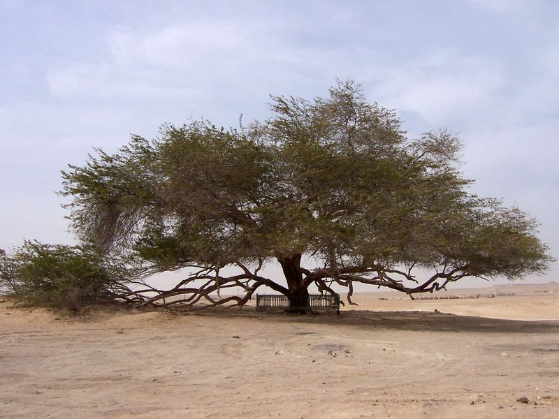 Mesquite (Prosopis spp.)