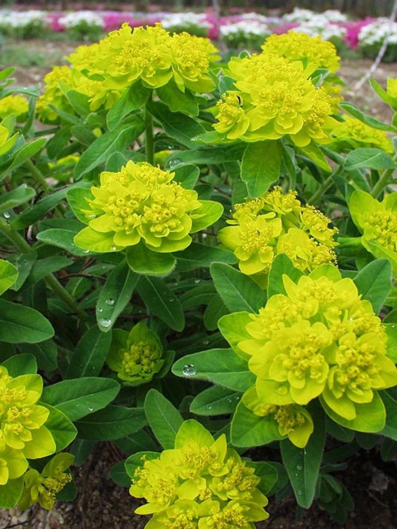 Euphorbia (Euphorbia spp.)