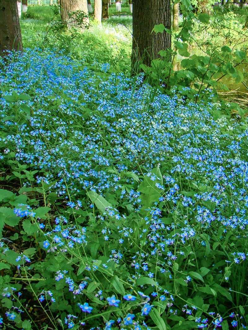 Forget-me-not's Fondness
