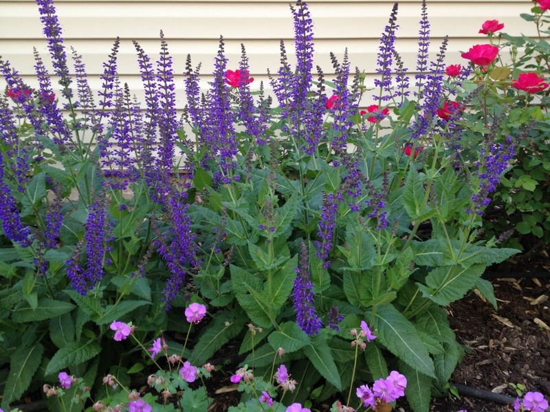 Geraniums and Salvia