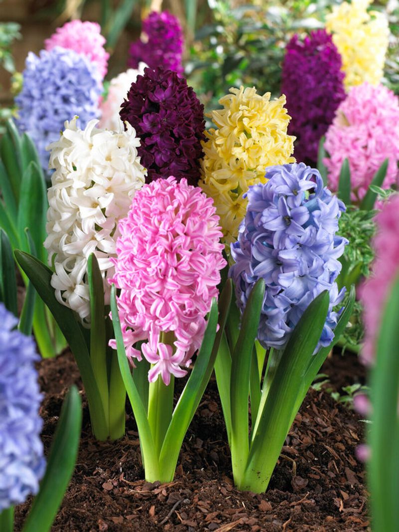 Hyacinth