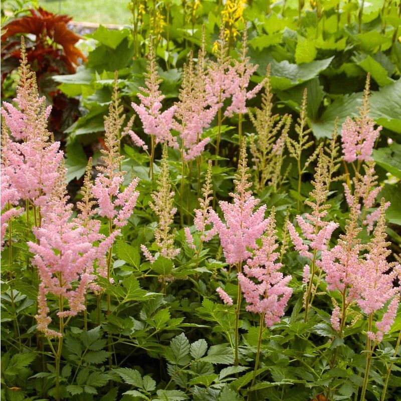 Astilbe 'Visions in Pink'