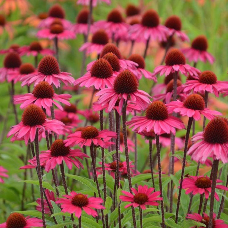 Coneflower