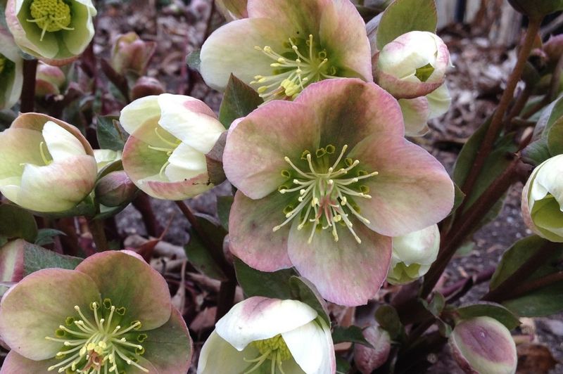 Hellebore