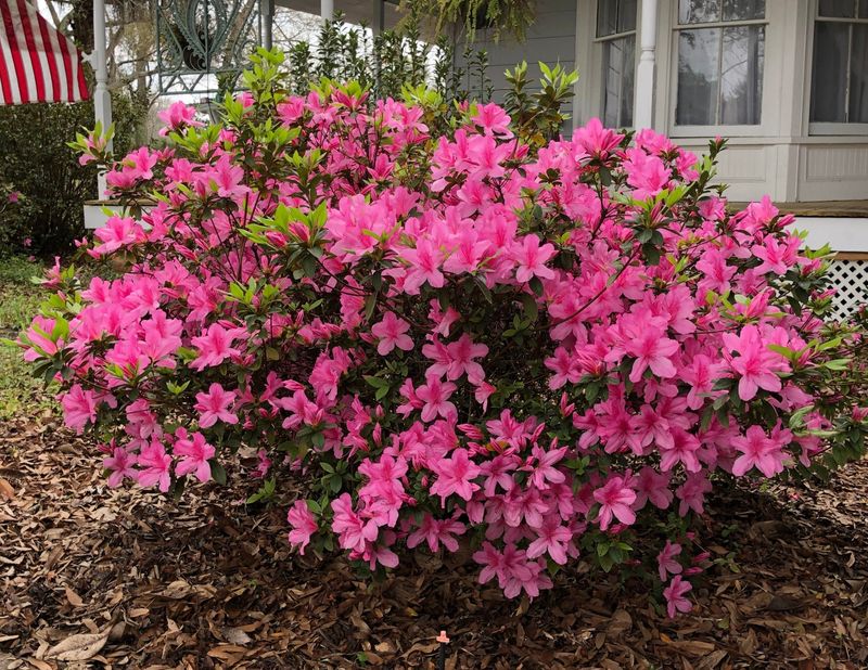 Azalea