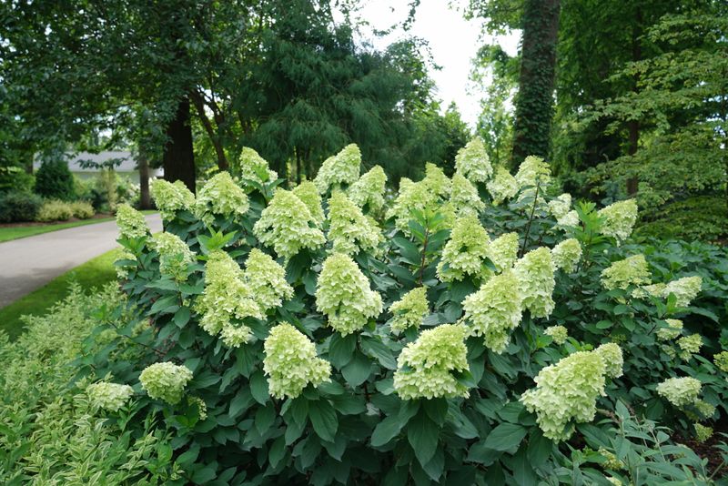 Hydrangea 'Limelight'
