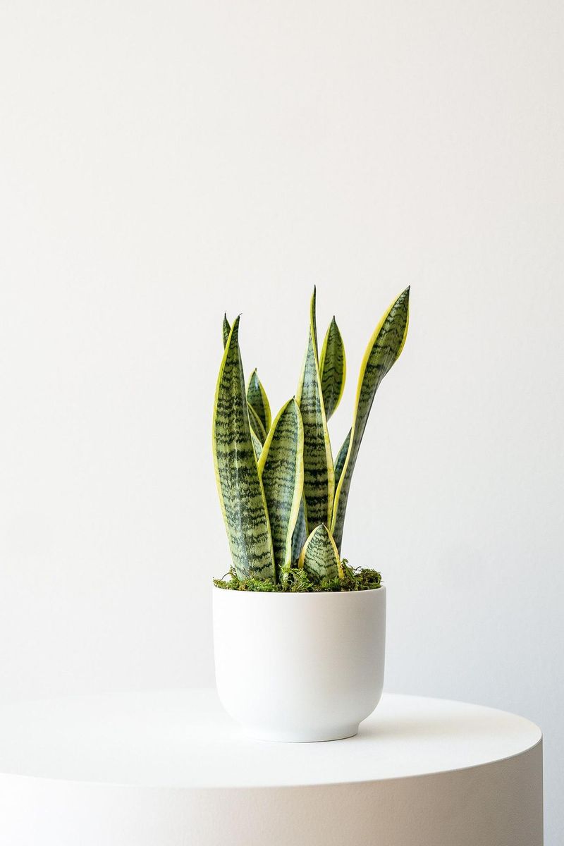Snake Plant
