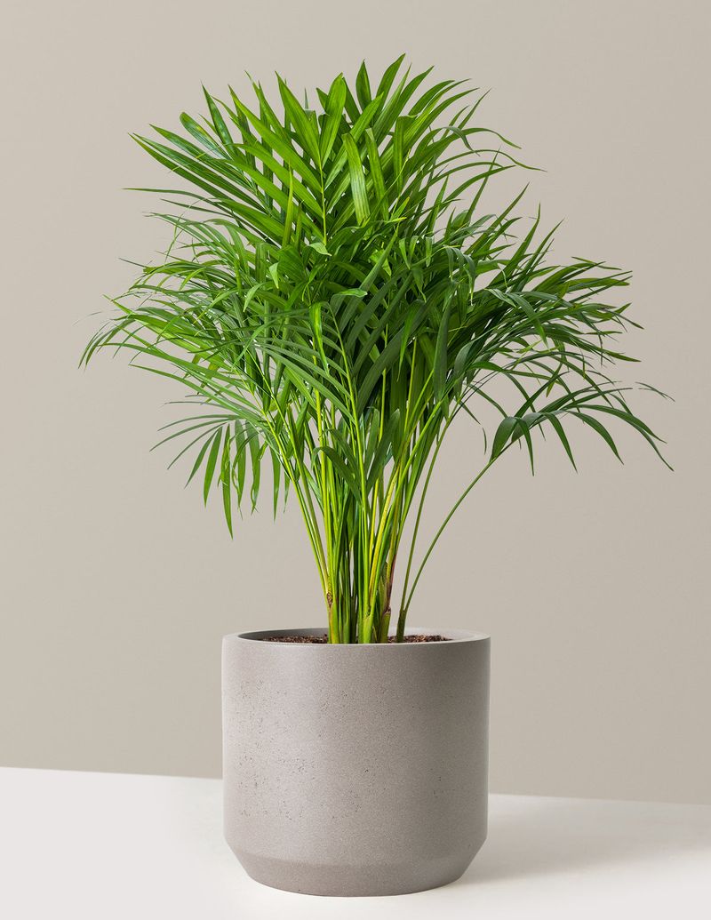 Areca Palm (Dypsis lutescens)