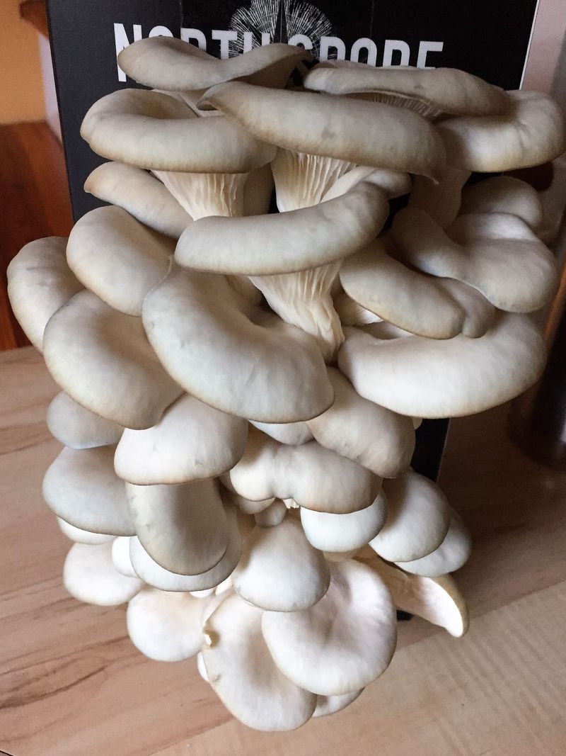 Mushrooms (Oyster, Shiitake)